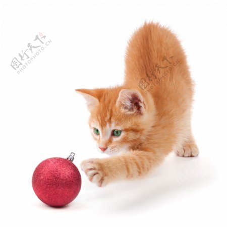 可爱小猫与圣诞球图片
