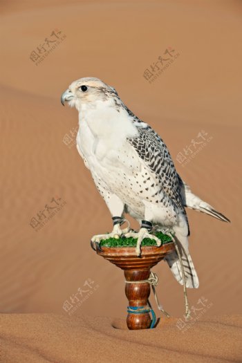 沙漠花坛上的一只鸟图片