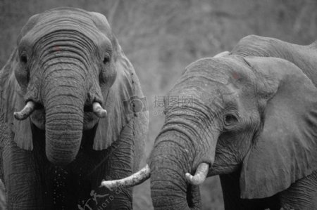 黑与白非洲动物大象