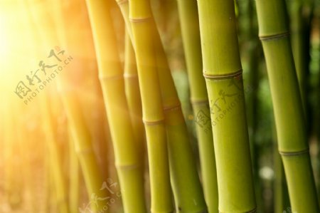 阳光与竹子图片