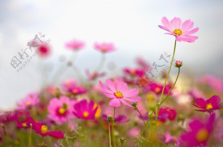 粉红色的雏菊花丛图片
