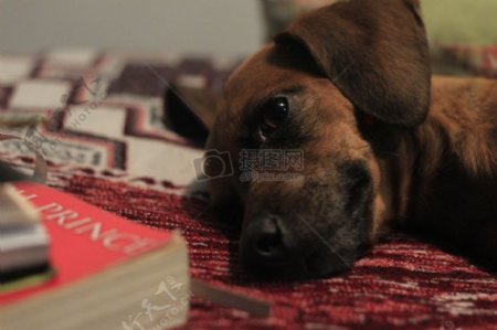 书籍狗一览