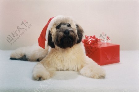 过圣诞节的小狗图片