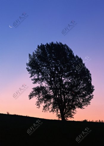 傍晚时的大树图片