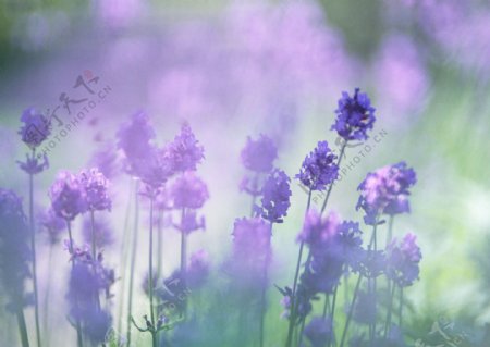 梦幻紫色鲜花图片图片
