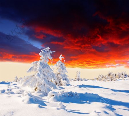美丽雪地风景图片