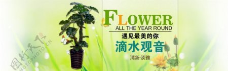 花卉盆景banner
