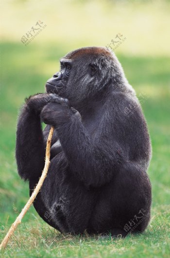 正在沉思的猩猩图片