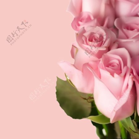 简约粉色玫瑰背景图