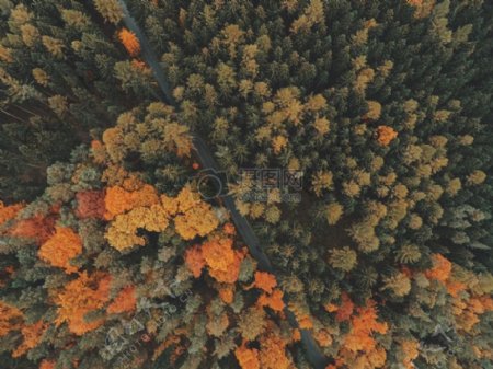 飞行性质飞行森林树木顶部秋季秋天