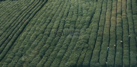 场农业茶叶收获绿色工作亚洲农业生态作物种植植物界采摘
