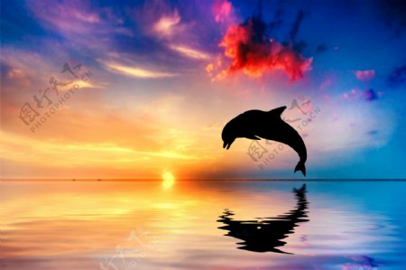 黄昏海面与海豚剪影图片