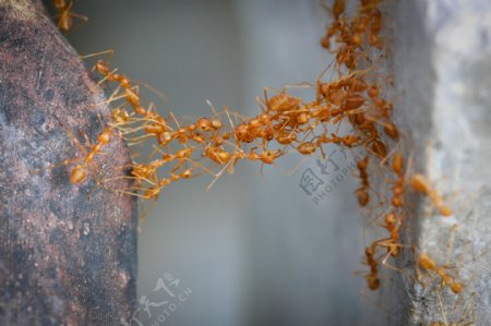 蚂蚁桥图片
