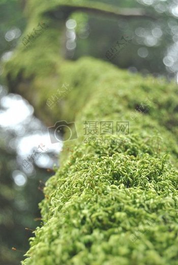 自然森林苔藓树