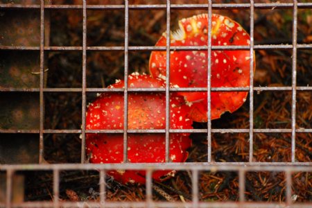 红色蘑菇铁网图片