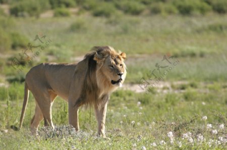 行走在草原上的雄狮图片