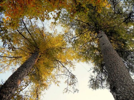 自然公园树秋天松树松树