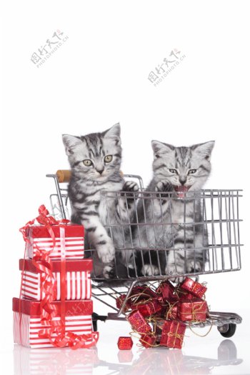 购物车里的猫和礼品盒图片