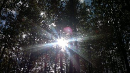 森林霞光太阳