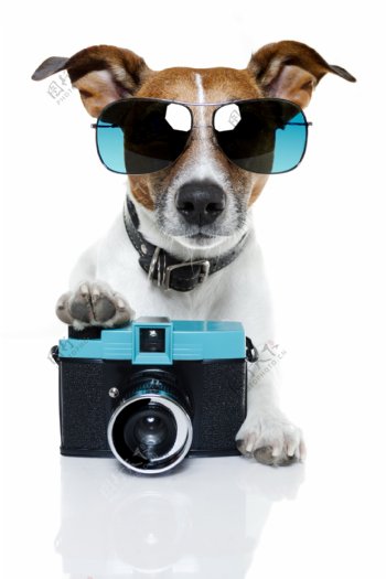 可爱小狗与照相机图片