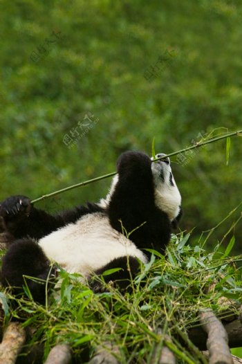 吃竹叶的国宝熊猫图片