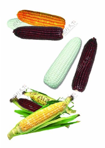 彩色玉米图分层格式