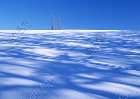 蓝天下雪地上的两棵树图片