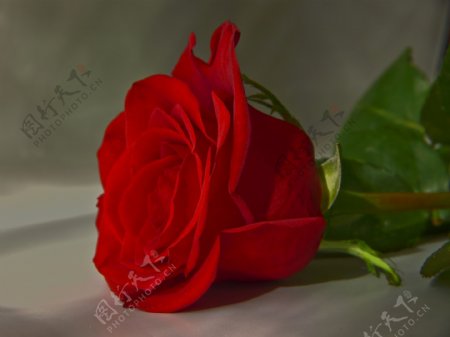 地板上的红色玫瑰花图片