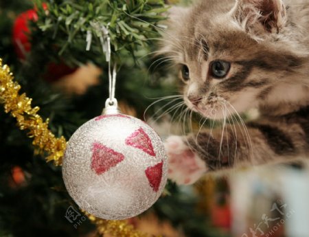 圣诞球与小猫图片