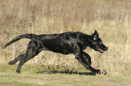 奔跑的黑狗图片