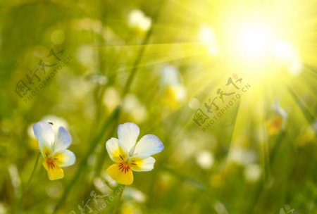 金色阳光中的小花图片