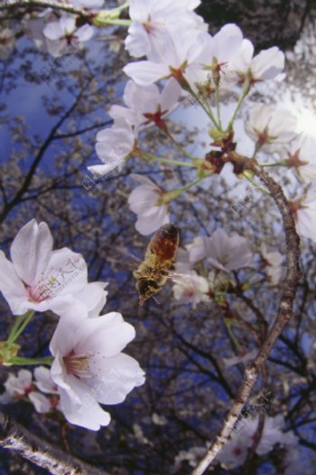 花丛里勤劳的小蜜蜂图片