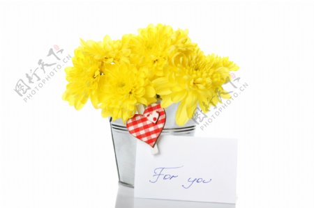 黄色菊花和卡片图片