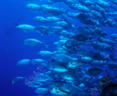 深海中的鱼群图片