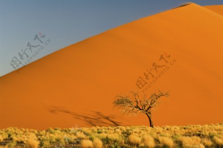 美丽沙漠风光图片
