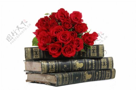 书本上的红色玫瑰花图片