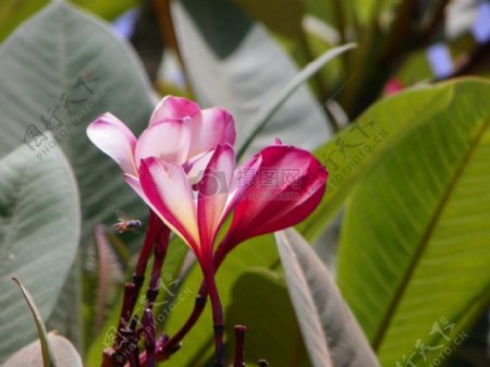 自然放飞植物叶花绿色蜂粉红色昆虫开放特写镜头