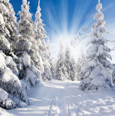 冬天的雪景图片