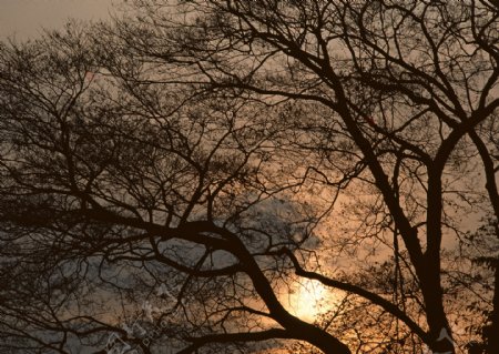 夕阳与树木图片