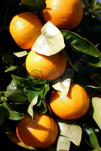 阳光照射的橘子
