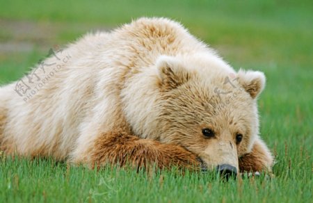 趴在草地上的熊图片