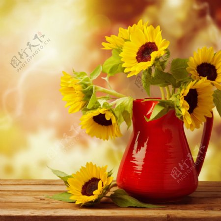 插在红色花瓶里的向日葵图片