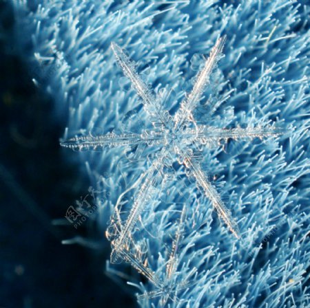 亮晶晶的冰晶雪花图片