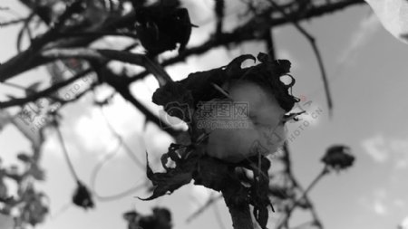 黑与白自然分支特写镜头棉花树枝