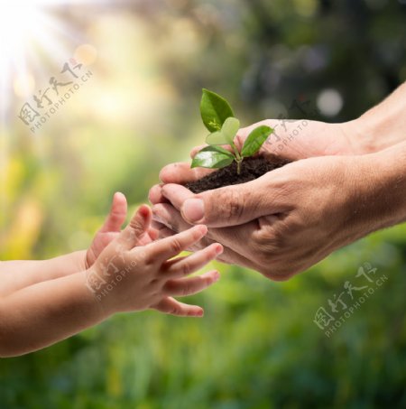 婴儿的手与大人手中的树苗