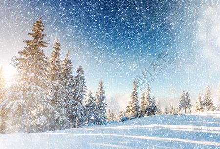 蓝天下的雪花与树图片