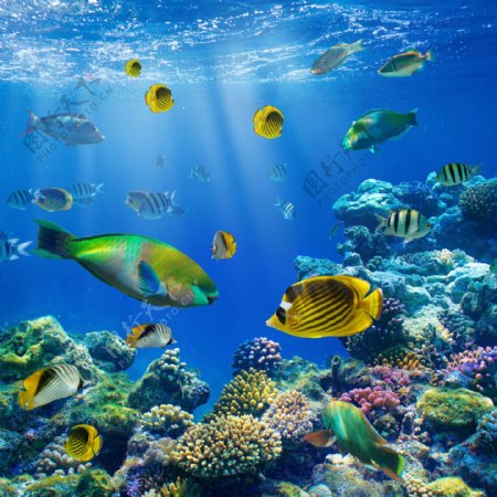 梦幻海底世界与海鱼图片