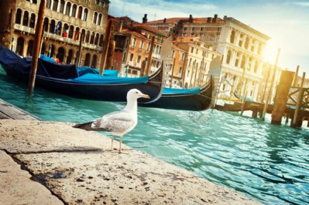威尼斯的船和建筑景色图片