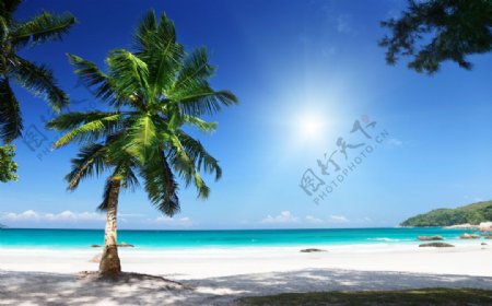 海边椰子树摄影图片