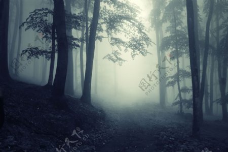 森林雾景图片